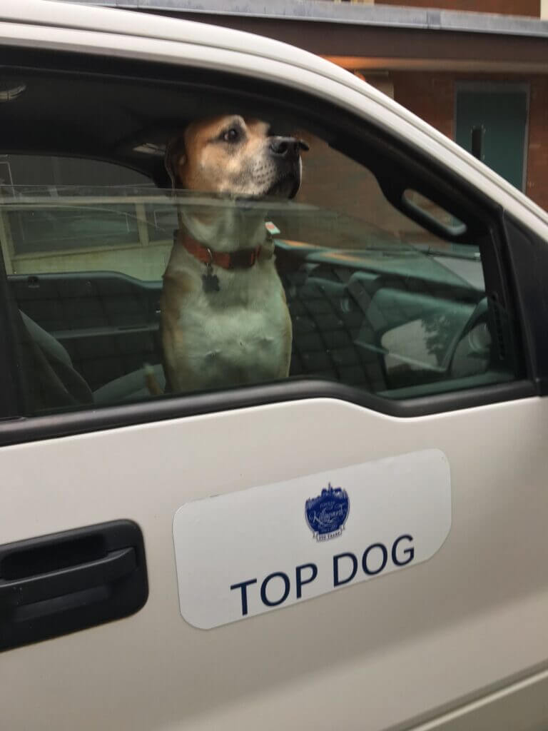 A Top Dog in a Car